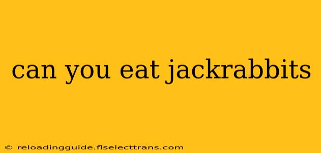 can you eat jackrabbits