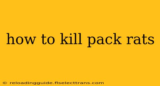 how to kill pack rats