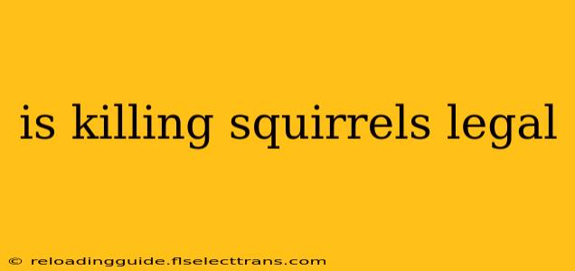 is killing squirrels legal