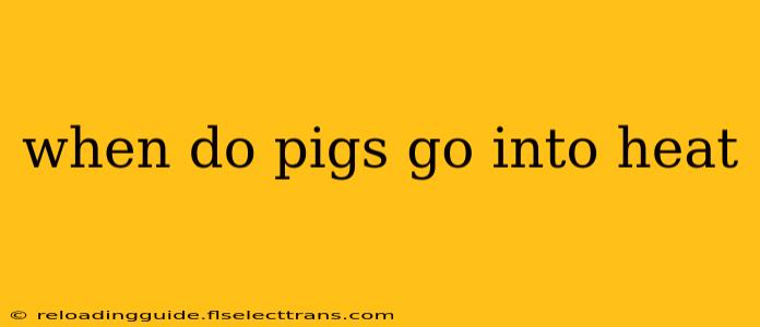 when do pigs go into heat