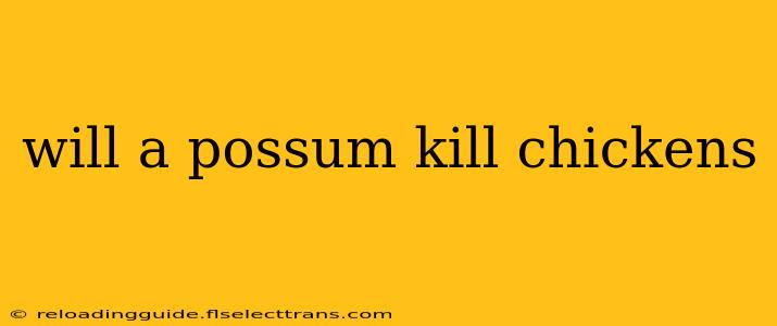 will a possum kill chickens